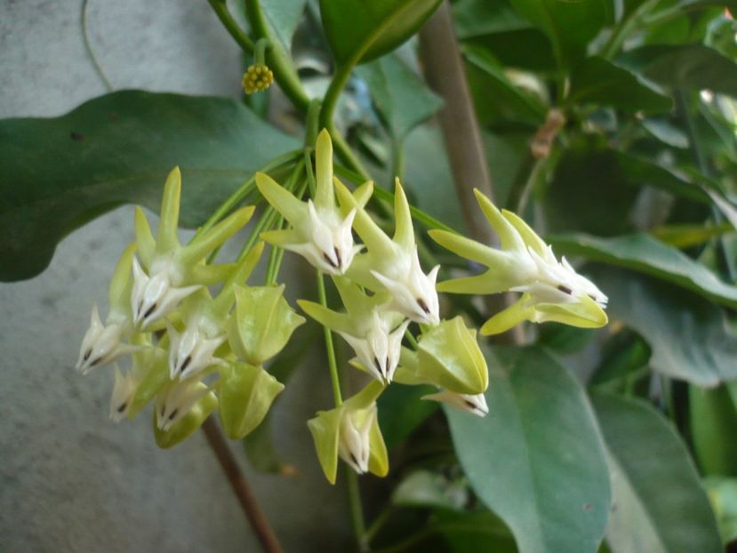 P1340710 - HOYA 2017