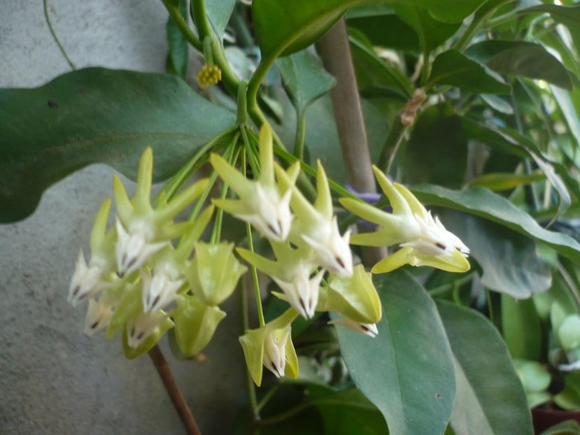 P1340711 - HOYA 2017