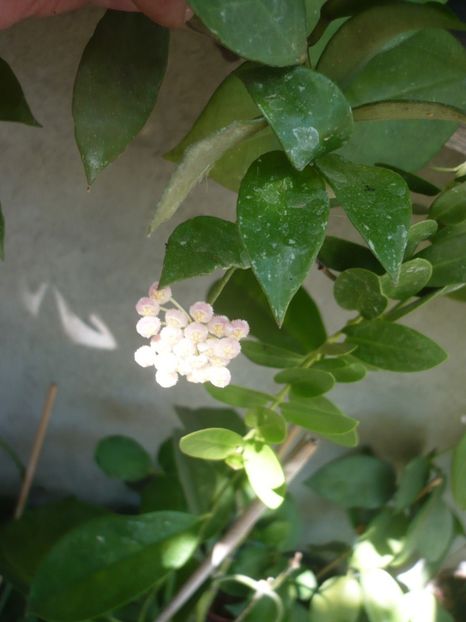 P1340713 - HOYA 2017