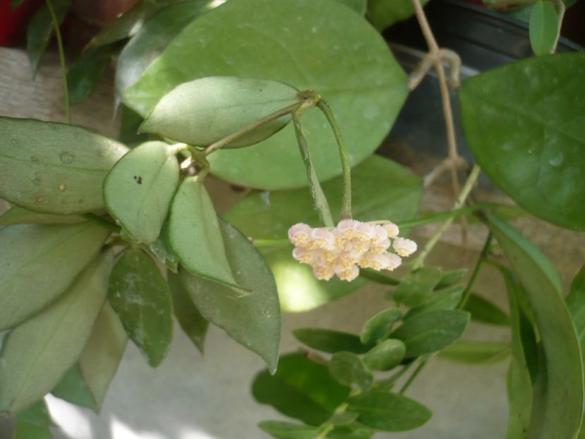 P1340714 - HOYA 2017