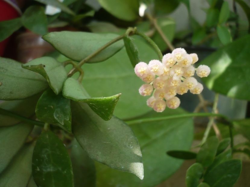 P1340715 - HOYA 2017