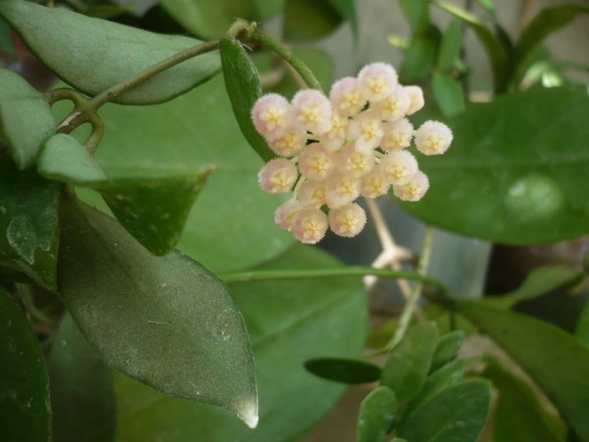 P1340716 - HOYA 2017