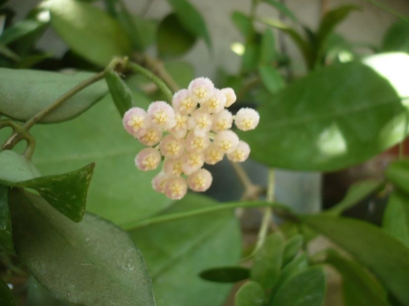 P1340717 - HOYA 2017