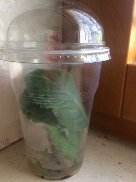 3.09.2017 - 1-La familia Popescu