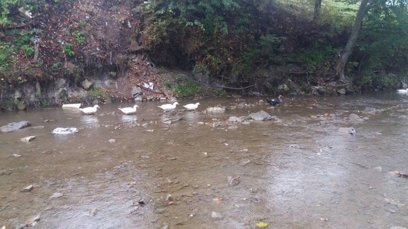 21298993_356459654776517_790539146_o - ARHIVA Rate mute - lesesti