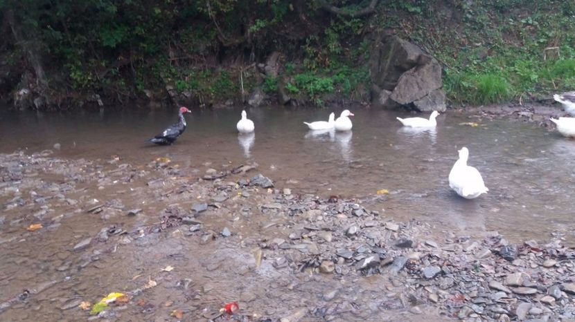 21329382_356459134776569_70352317_o - ARHIVA Rate mute - lesesti