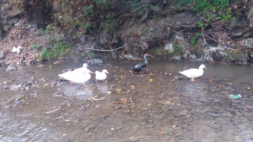 21329416_356459248109891_624257957_o - ARHIVA Rate mute - lesesti