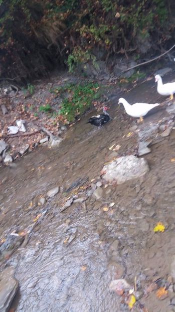 21329449_356459698109846_775203186_o - ARHIVA Rate mute - lesesti