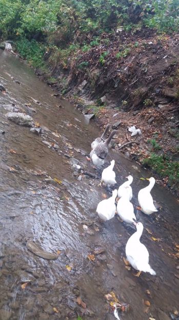 21329416_356459671443182_928473625_o - ARHIVA Rate mute - lesesti