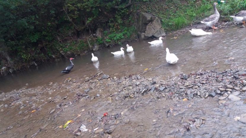 21329614_356458914776591_160977193_o - ARHIVA Rate mute - lesesti