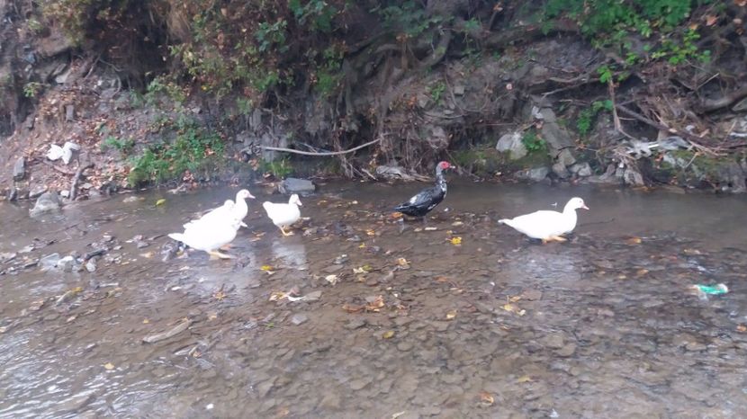 21329673_356459648109851_1592202440_o (1) - ARHIVA Rate mute - lesesti