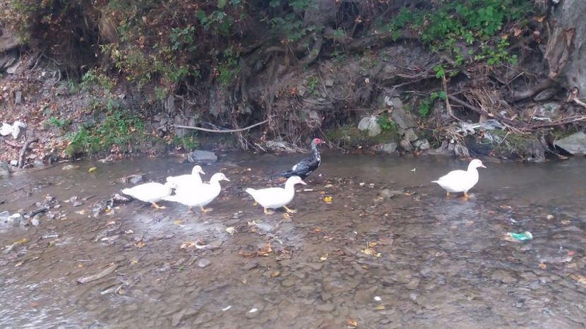 21329581_356459158109900_1583100602_o - ARHIVA Rate mute - lesesti