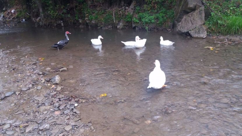 21329700_356459178109898_667762143_o - ARHIVA Rate mute - lesesti