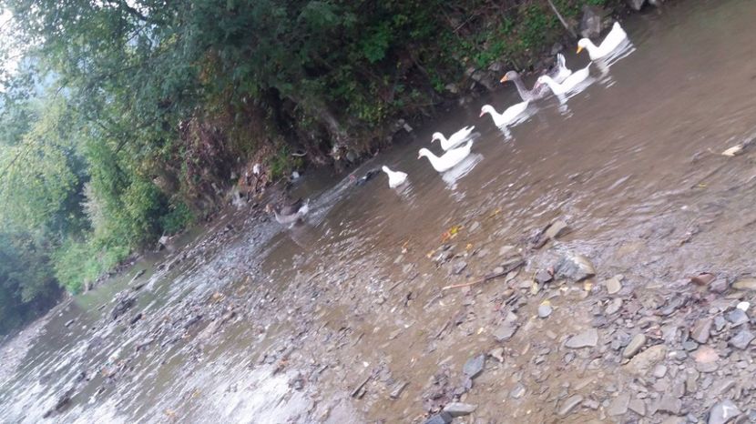 21329384_356459658109850_1559164132_o - ARHIVA Rate mute - lesesti