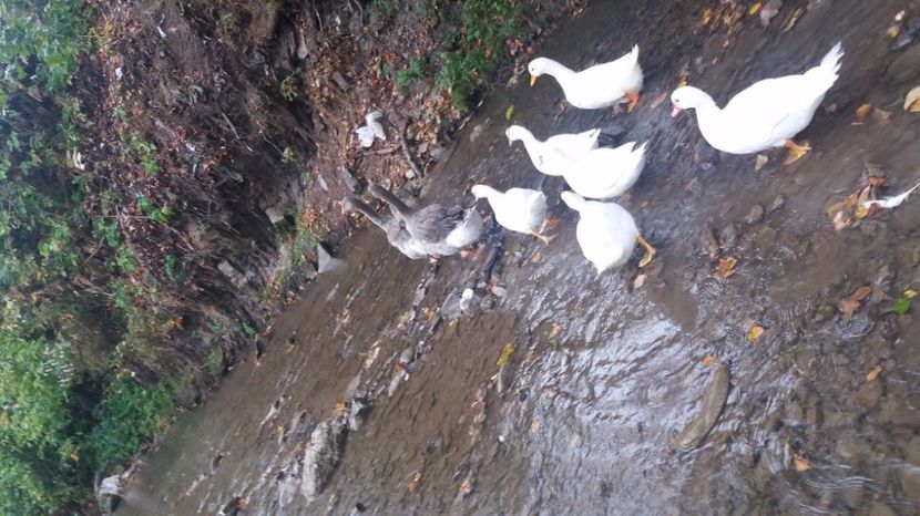 21389111_356459561443193_1408533611_o (1) - ARHIVA Rate mute - lesesti