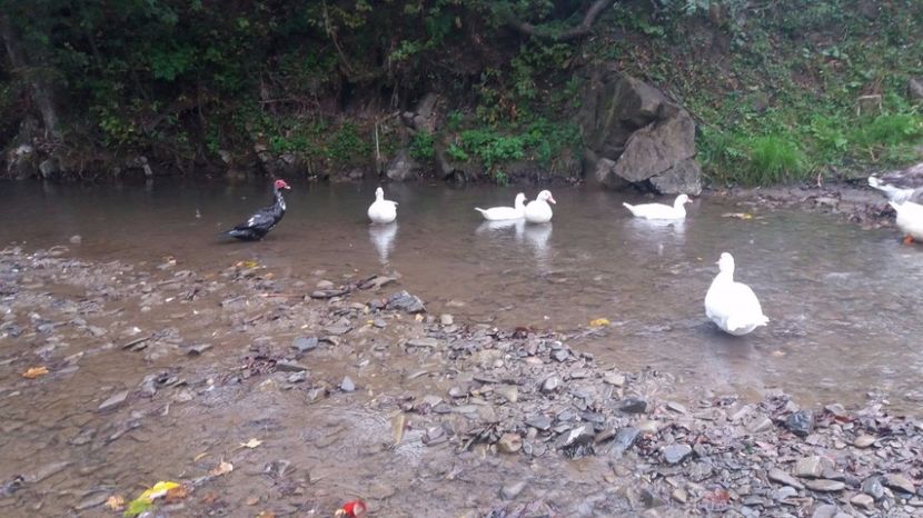 21389246_356458898109926_1531066100_o - ARHIVA Rate mute - lesesti