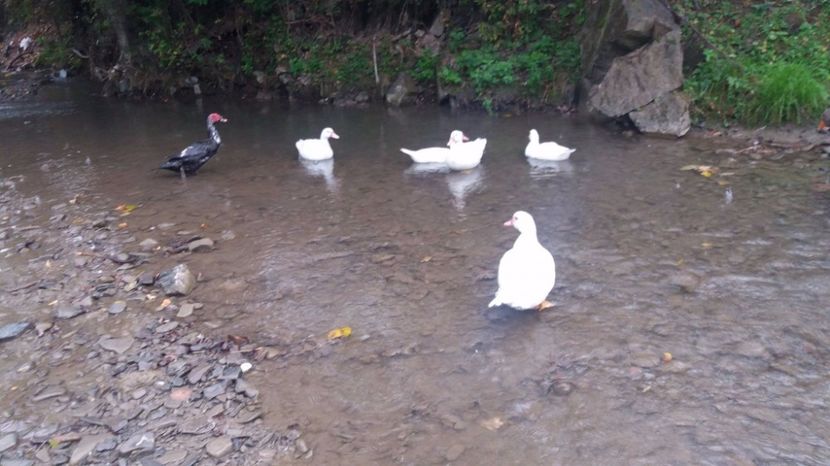 21330630_356458951443254_1960256291_o - ARHIVA Rate mute - lesesti