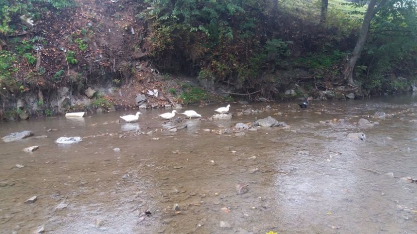 21330766_356459641443185_1839976096_o - ARHIVA Rate mute - lesesti