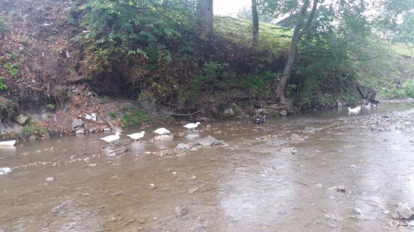 21329498_356459651443184_1868728219_o (1) - ARHIVA Rate mute - lesesti