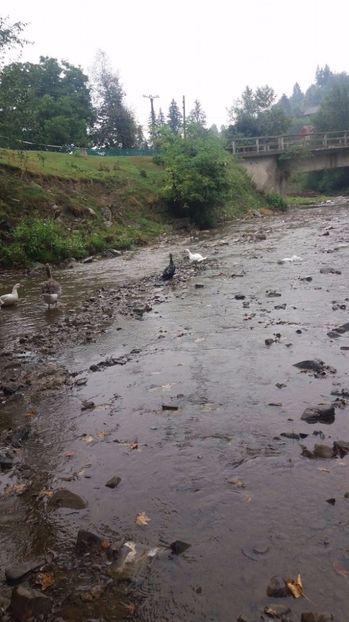 21363613_356459238109892_1811645011_o - ARHIVA Rate mute - lesesti