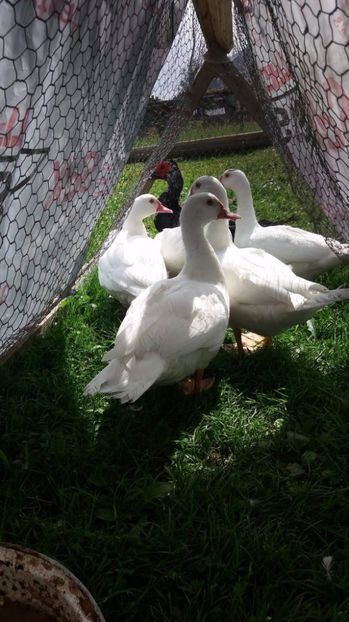 La inghesuiala cu ratoiul - ARHIVA Rate mute - lesesti