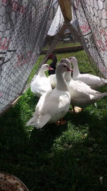 Pentru a ne acomoda cu el - ARHIVA Rate mute - lesesti