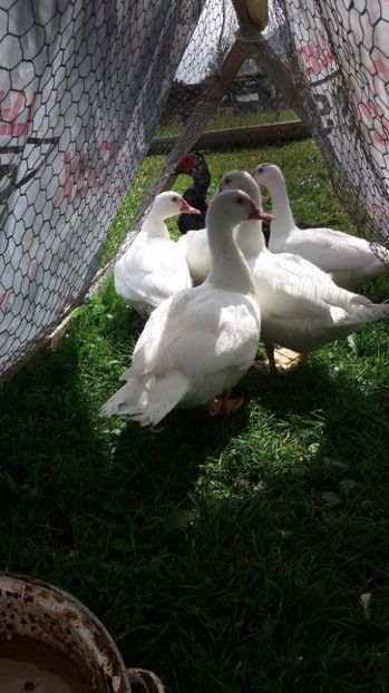 Deoarece noi suntem rate smechere - ARHIVA Rate mute - lesesti