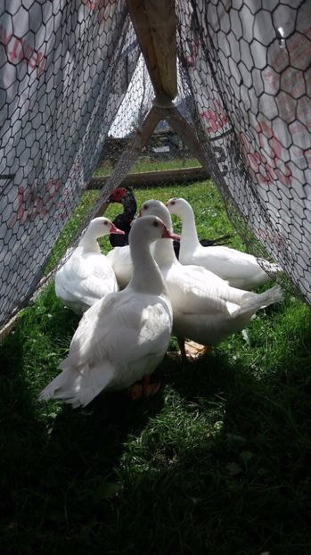 Si il batem , nu ne lasam usor :)) - ARHIVA Rate mute - lesesti