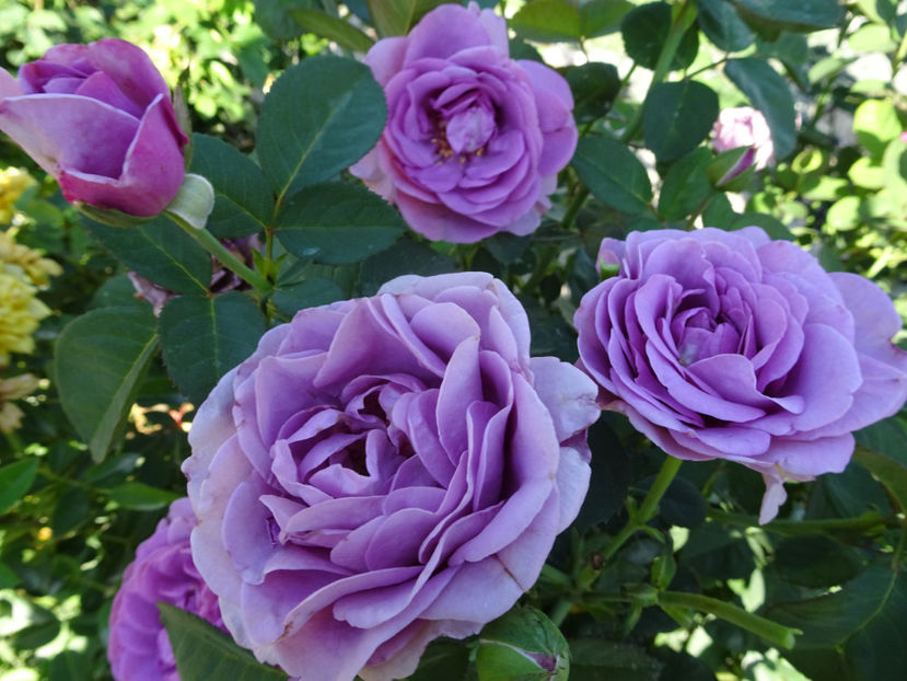 3 sept - Terra Limburgia