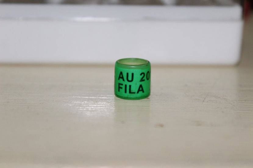 AU FILA  2O1O - AMERICA