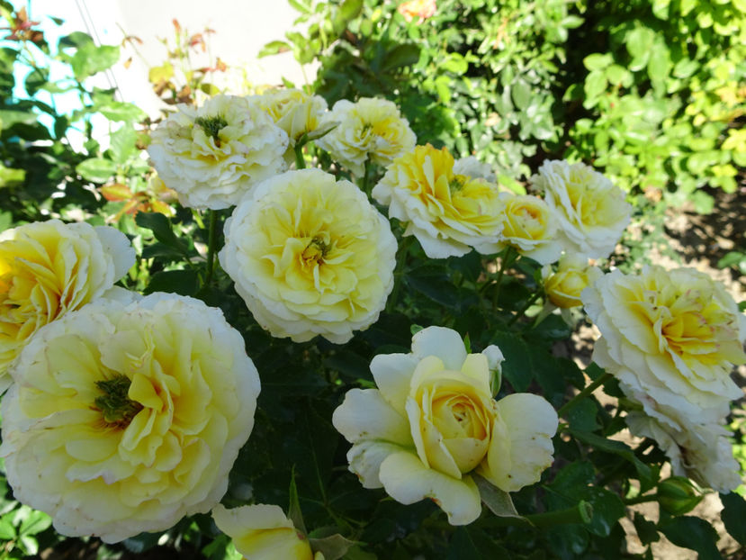 3 sept - The Sun and the Heart