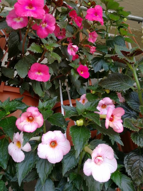  - Achimenes 2017