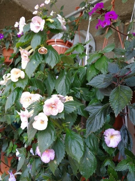  - Achimenes 2017