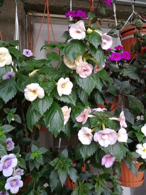  - Achimenes 2017