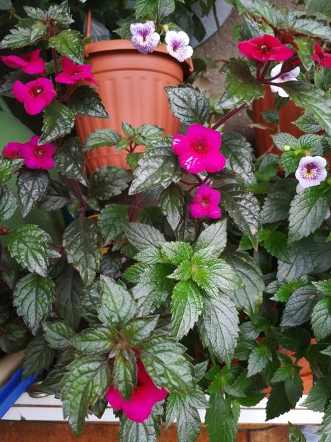  - Achimenes 2017