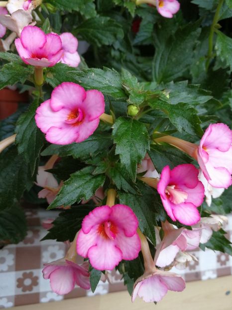  - Achimenes 2017