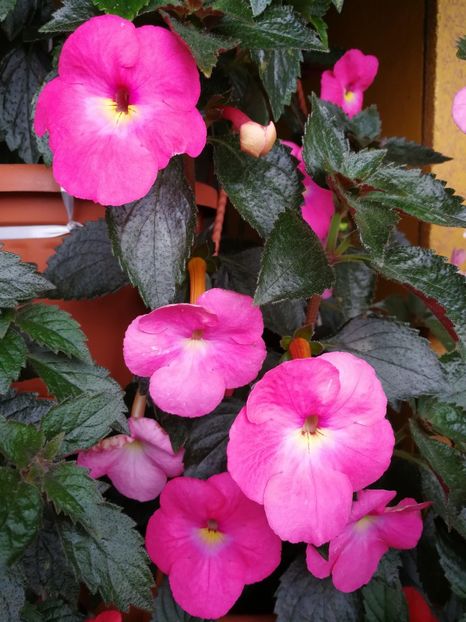  - Achimenes 2017