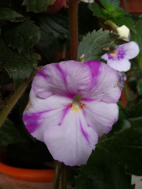  - Achimenes 2017