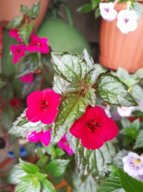  - Achimenes 2017