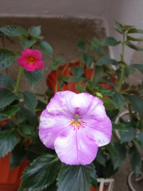  - Achimenes 2017