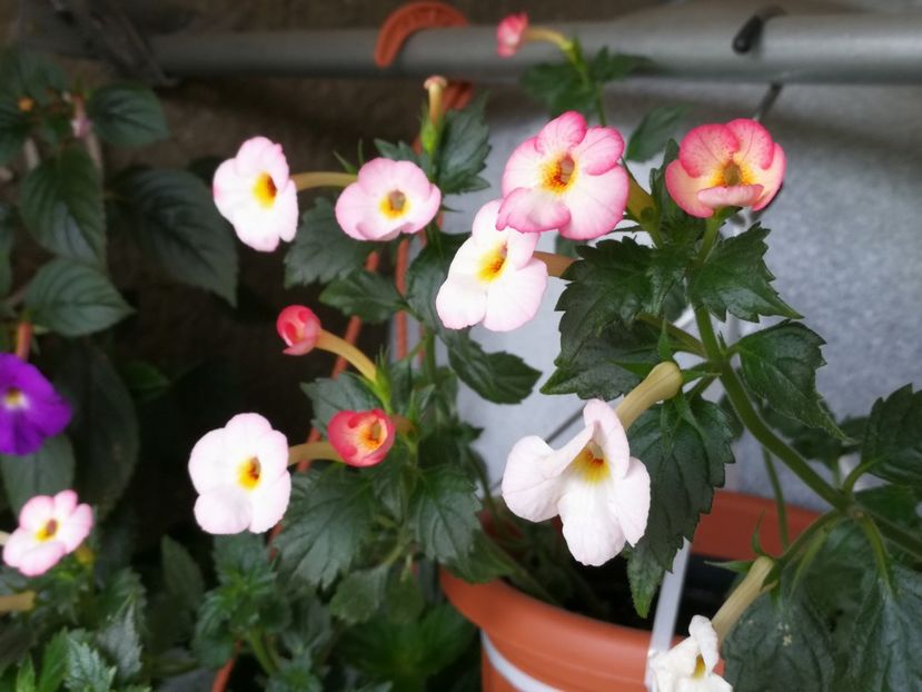  - Achimenes 2017