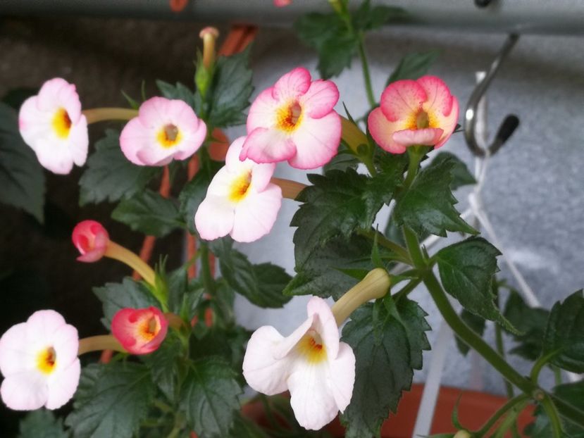  - Achimenes 2017