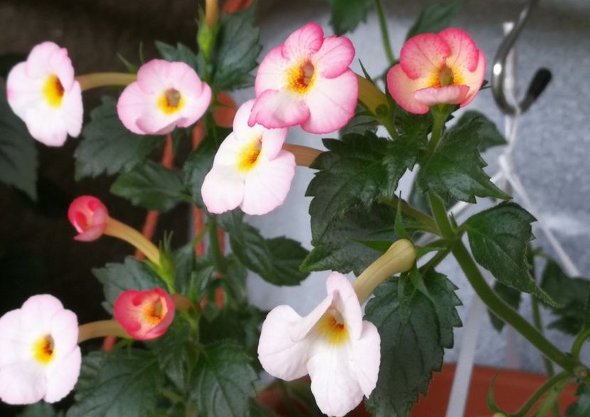  - Achimenes 2017