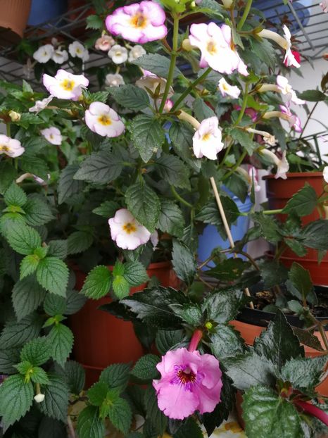  - Achimenes 2017