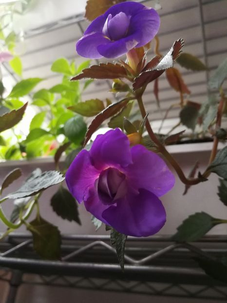  - Achimenes 2017