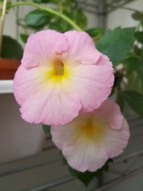  - Achimenes 2017