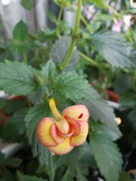  - Achimenes 2017