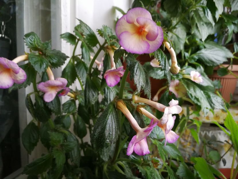  - Achimenes 2017