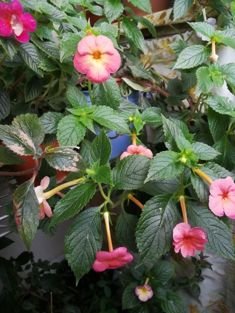  - Achimenes 2017