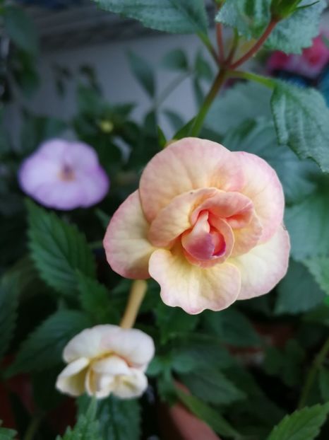  - Achimenes 2017